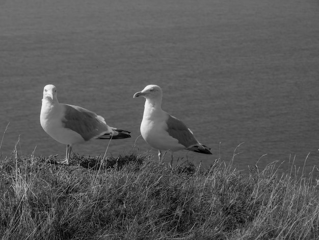 Foto la isla de helgoland