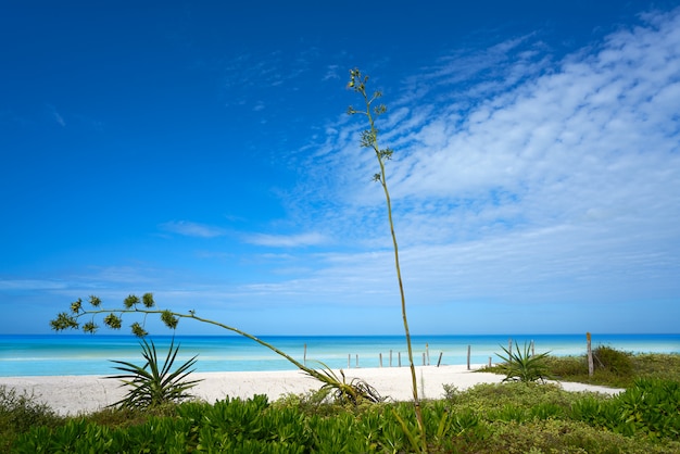 Isla Holbox playa en Quintana Roo México