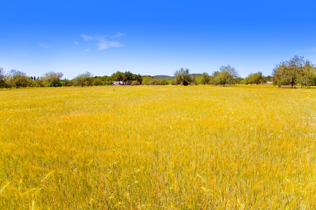 Isla de Ibiza campos de trigo dorado del mediterráneo.