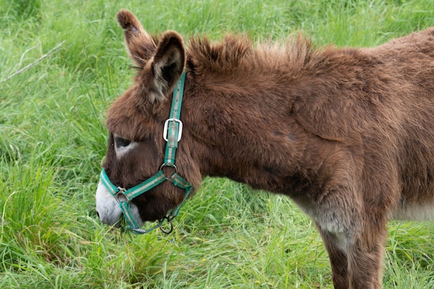 Isla Ile de Re Poitou burro marrón en Francia