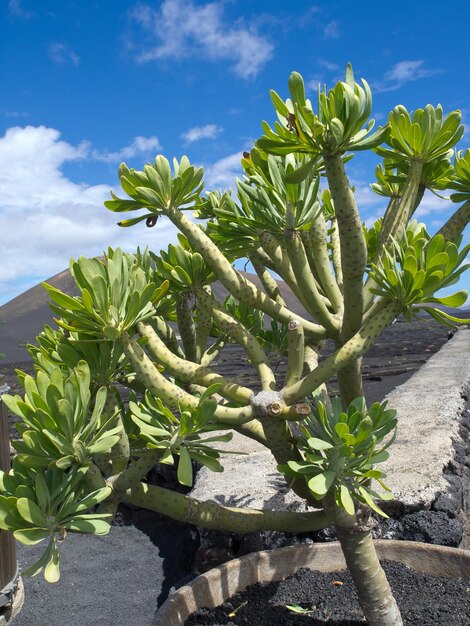 Foto la isla de lanzarote