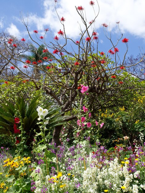 Foto la isla de madeira