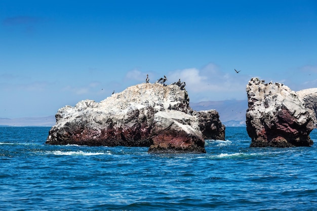 Isla del océano y pelícanos.