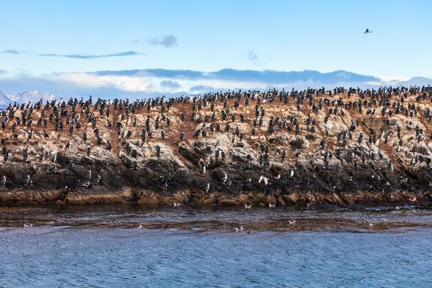 Isla de los pájaros cerca de Ushuaia