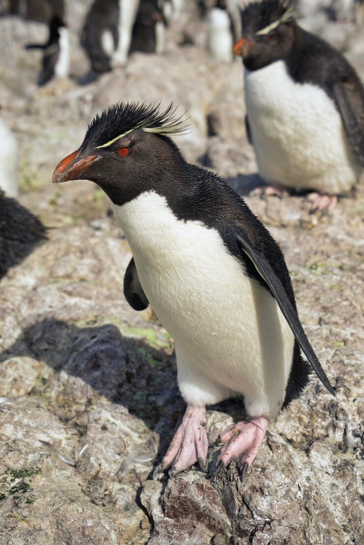 Foto isla pinguino - isla del pingüino - pingüino saltarín del sur