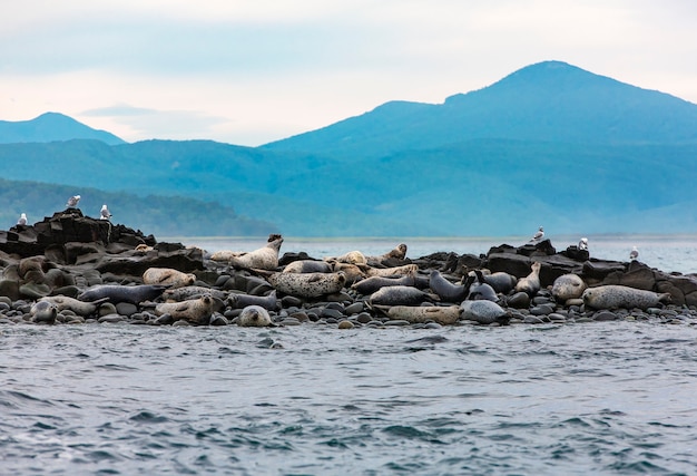 La isla Seal en el océano Pacífico en la península de Kamchatka