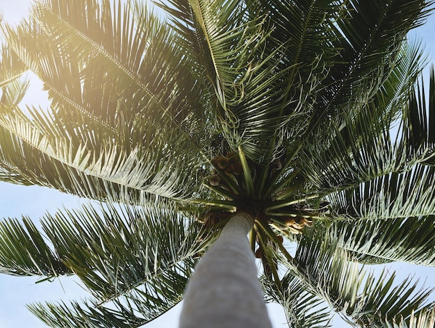 Isla soñando Tiro de ángulo bajo de una palmera con sus hojas soplando en el viento