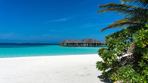Isla tropical con palmeras de coco en la playa de arena. Maldivas, Océano Índico.