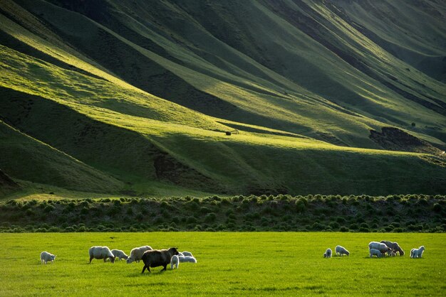 Isländische Landschaft mit grasenden Schafen