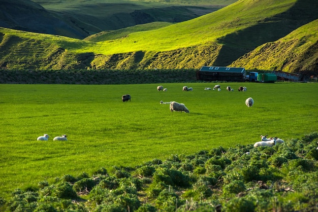 Isländische Landschaft mit weidenden Schafen