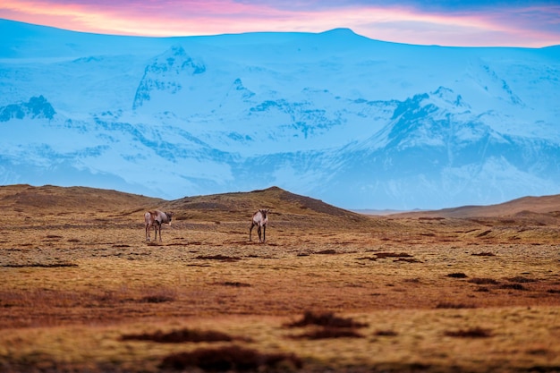 Isländische Tierwelt in einer Landschaft mit rosa Himmel und erstaunlichen braunen, frostigen Gebieten, eine Gruppe von Elchen, die die skandinavische Fauna in Island repräsentieren. Schöne malerische Streckenlandschaften mit Tieren.