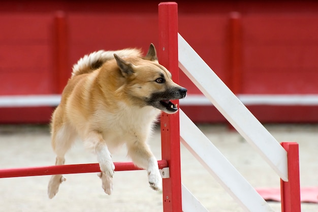 Isländischer Schäferhund in Beweglichkeit