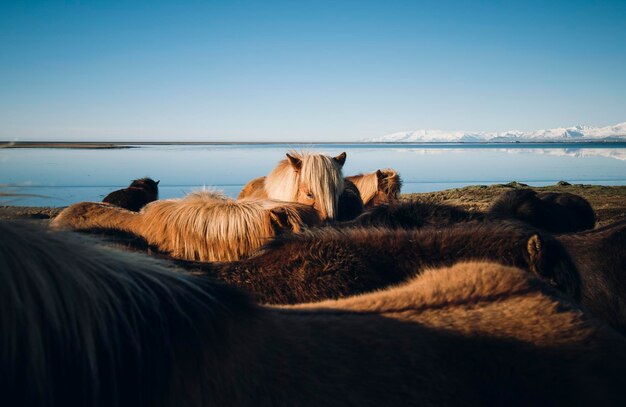 Islândia, cavalos islandeses na costa