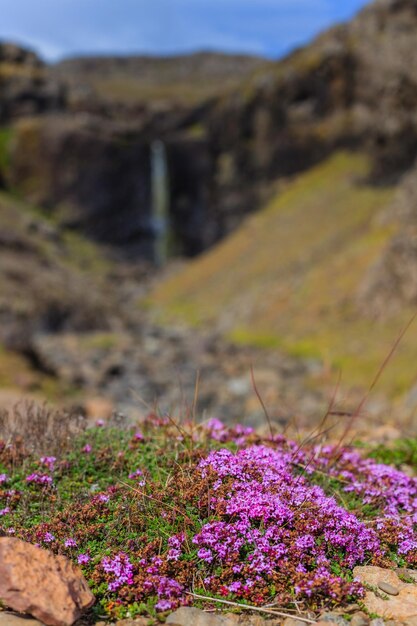 islandia paisaje