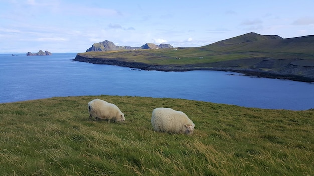 Foto islandia westmannaeyjare ovejas