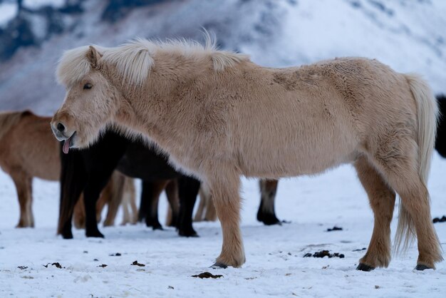 Foto islandisches pferd equus caballus traditionelles pferd der isländischen insel