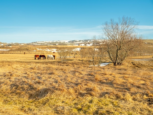 Islandpferd berühmtes Nutztier in Island auf gelbem Feld in der Wintersaison in Island