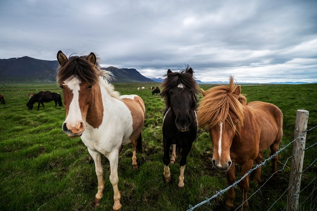 Islandpferde in der Natur