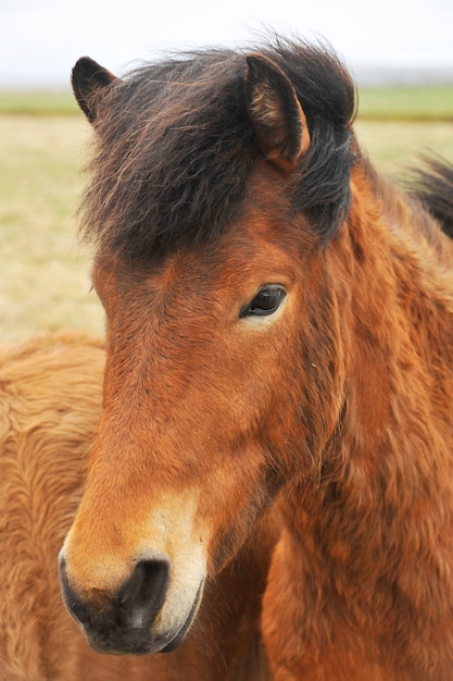 Islandpferde Pony