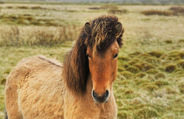 Islandpferde Pony