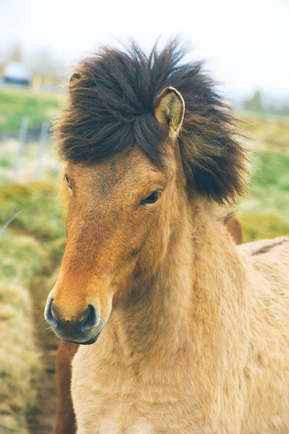 Islandpferde Pony