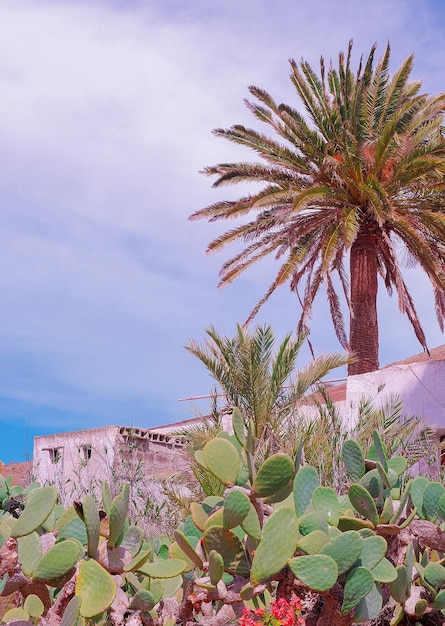 Islas Canarias plantas estéticas Cactus Palmeras y paisaje de campo tropical Papel pintado elegante de viajes y naturaleza