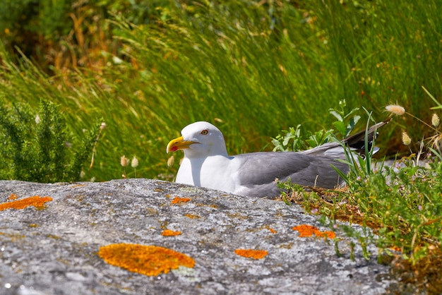 Islas cies ilhas gaivota gaivota ave na galiza