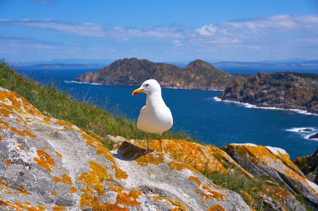 Islas Cies-Inselseemöwen-Seemöwenvogel in Galizien