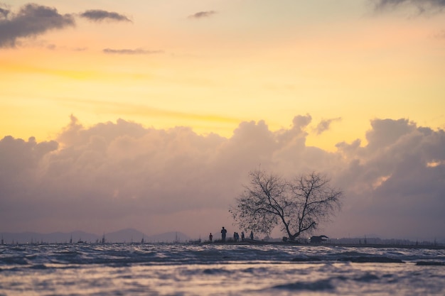 Foto islote de árboles de mangle visto desde la superficie del agua