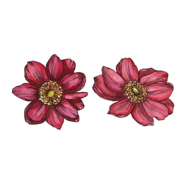 Isolado de 2 flores de anêmona rosa em um fundo branco Ilustração em aquarela