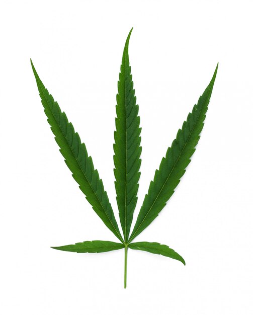 Isolado de cannabis de folhas verdes