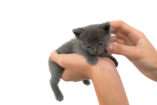 Isolado de gato cinzento nas mãos em um fundo branco. gatinho recém-nascido de raça britânica com olhos azuis e cabelos grisalhos