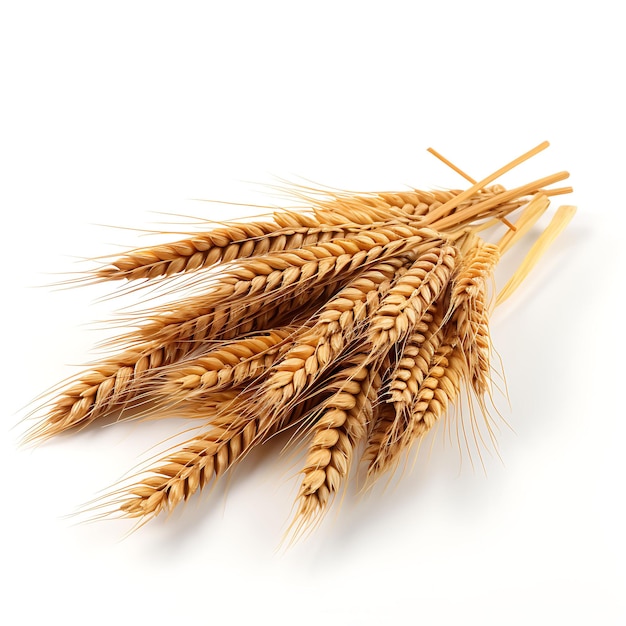 Isolado de grão de trigo emmer cor marrom forma trigo antigo a nu na foto de fundo branco