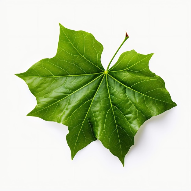 Isolado de uma folha de Ivy com bordas lobadas em decoração de folha branca B em fundo branco