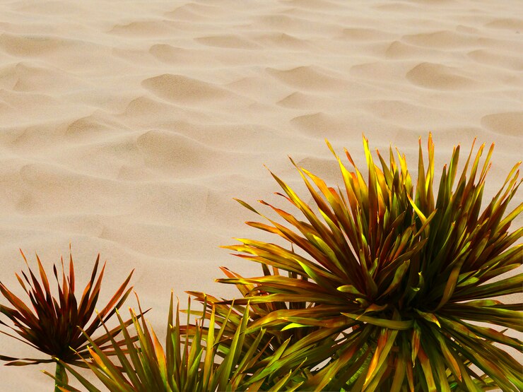 Foto isolado dracaena loureiri gagnep no fundo do deserto