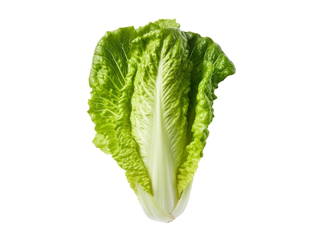 Foto isolado de hojas de lechuga romana fondo transparente vegetal orgánico concepto saludable y vegetariano