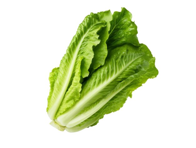 Isolado de hojas de lechuga romana fondo transparente vegetal orgánico concepto saludable y vegetariano