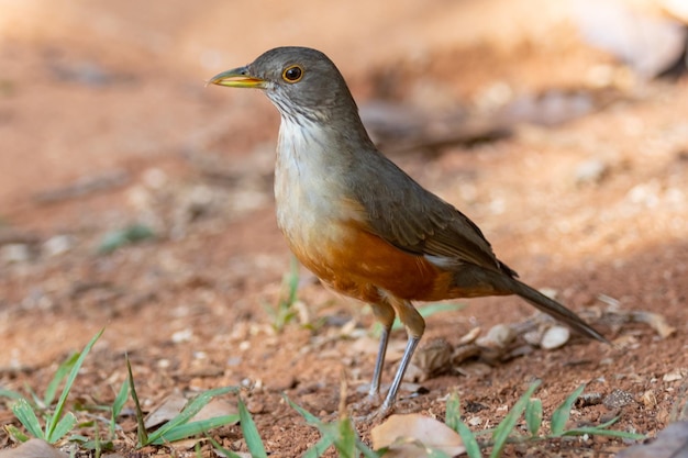 Foto isolado um belo pássaro sabiá-ruivo turdus rufiventris quotsabia laranjeiraquot