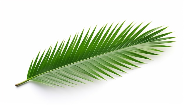 Isolamento de folha de palmeira