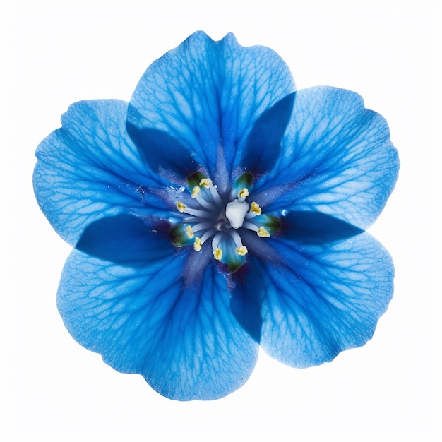 Isolamento de mini flor azul