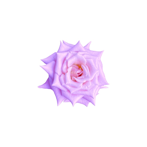 Isole a cor rosa violeta no fundo branco
