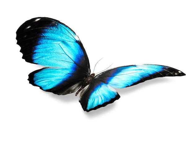 Isoliert auf weißem Hintergrund blauer Schmetterling mit Schatten