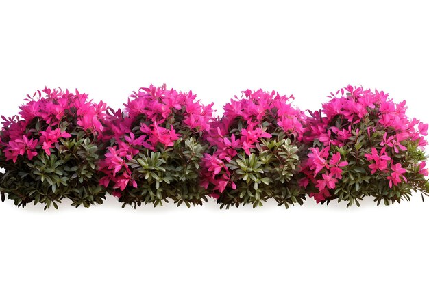 Isoliert von Azalea Fence Line Up mit horizontalem lebendig rosa und glänzend auf weißem BG Header Footer