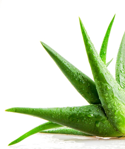 Foto isolierte aloe-vera-pflanze auf weißem hintergrund