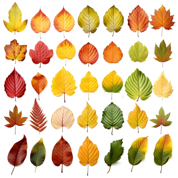 Isolierte Blätter Sammlung von mehrfarbigen gefallenen Herbstblättern isoliert auf weißem Hintergrund