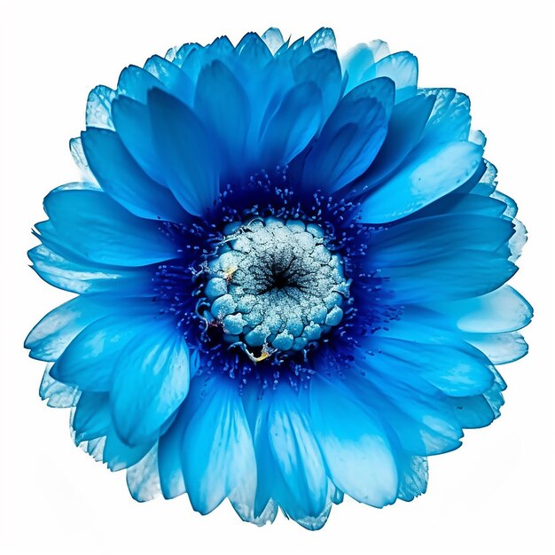 Foto isolierte blaue blüte