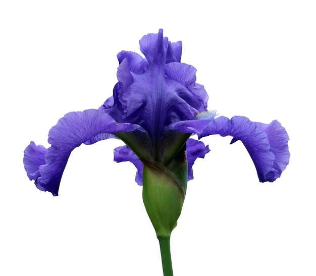 Isolierte Blume der Iris-Nahaufnahme auf weißem Hintergrund