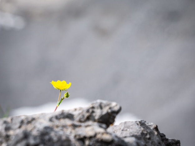 Isolierte gelbe Wildblumen, auf Old Goat Glacier Trail, Kananaskis, Alberta, Canada