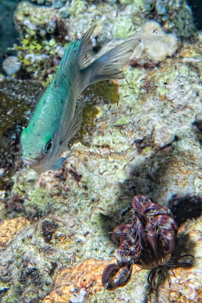 Isolierte graue Damsel-Fische im Riff