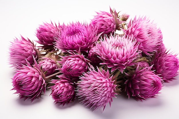 Isolierte Milchthistle-Blüten aus PNG